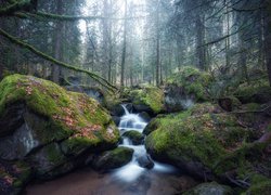 Las, Drzewa, Rzeka, Strumień, Omszone, Kamienie