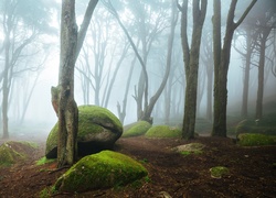 Portugalia, Park Narodowy Sintra-Cascais, Las, Omszałe, Kamienie, Głazy, Mgła