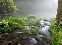 Rzeka, Las, Kamienie, Trawa, Mgła