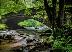 Omszałe kamienie i zielone drzewa przy moście nad rzeką