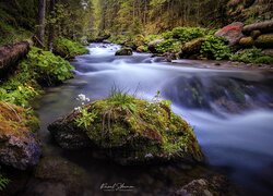 Polska, Tatry, Dolina Olczyska, Rzeka, Kamienie, Kwiaty