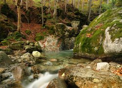 Omszałe kamienie nad leśną rzeczką