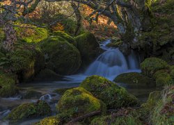 Omszałe kamienie nad rzeczką w lesie