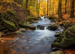 Omszałe kamienie nad rzeką w jesiennym lesie