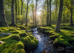 Omszałe kamienie nad strumieniem w słonecznym lesie