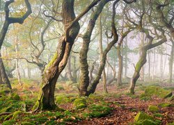 Omszałe kamienie pod drzewami w zamglonym Parku Narodowym Peak District w Anglii