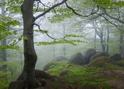 Las, Drzewa, Kamienie, Mgła