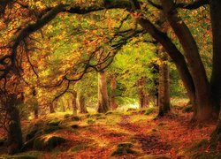 Las, Drzewa, Ścieżka, Kamienie, Jesień