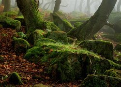 Omszałe kamienie w Parku Narodowym Peak District