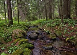 Las, Drzewa, Strumień, Potok, Kamienie