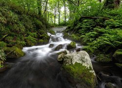 Las, Drzewa, Paprocie, Skała, Kamienie, Strumień, Rzeka