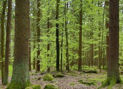 Omszałe kamienie w zielonym lesie liściastym