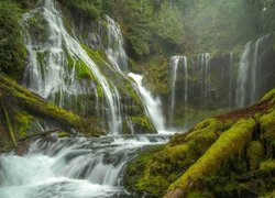 Las, Drzewa, Omszałe, Pnie, Roślinność, Wodospad Panther Creek Falls, Miejsce chronione, Gifford Pinchot National Forest, Stany Zjednoczone, Stan Waszyngton