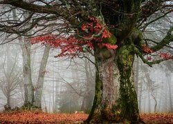 Jesień, Las, Mgła, Drzewa, Omszały, Konar, Liście