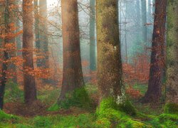 Omszałe pnie wysokich drzew w zamglonym jesiennym lesie