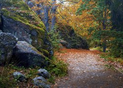 Omszałe skały przy drodze w jesiennym lesie