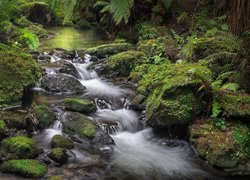 Omszałe skały przy wodospadzie Shine Falls w Nowej Zelandii
