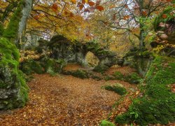 Omszałe skały w jesiennym lesie