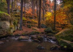 Omszona skała i kamienie nad rzeczką w jesiennym lesie