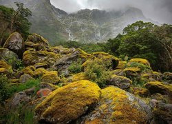 Nowa Zelandia, Wyspa Południowa, Park Narodowy Fiordland, Szlak, Milford Track, Omszałe, Kamienie, Głazy, Mgła, Góry, Drzewa