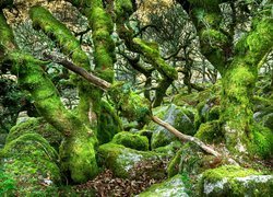 Anglia, Devon, Dartmoor, Las, Rezerwat Wistmans Wood, Omszone, Drzewa, Kamienie
