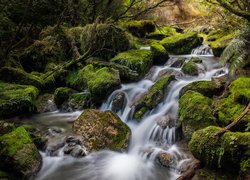 Rzeka, Strumień Kareaara, Omszone, Kamienie, Rośliny, Rezerwat Tangoio, Nowa Zelandia