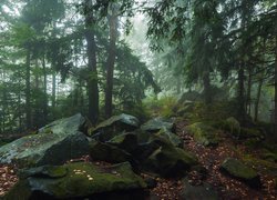 Omszone kamienie pod drzewami w lesie