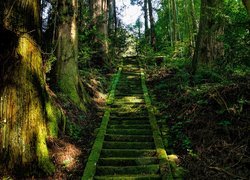 Omszone schody w lesie