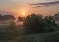 Opadająca mgła na łące