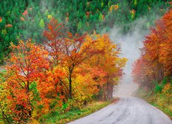 Las, Droga, Mgła, Jesień, Kolorowe, Drzewa