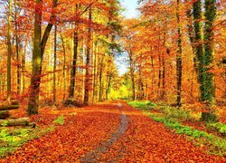 Jesień, Las, Ścieżka, Opadłe liście
