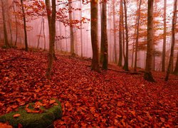 Opadłe czerwone liście w lesie