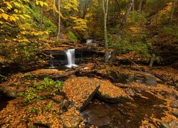 Opadłe jesienią liście na kamieniach w leśnej rzece