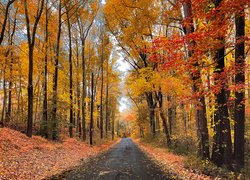 Jesień, Droga, Las, Drzewa, Kolorowe, Liście