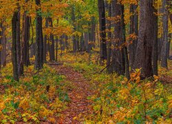 Jesień, Las, Kolorowe, Drzewa, Opadłe, Liście, Ścieżka