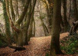 Opadłe liście i bluszcz na drzewie w lesie