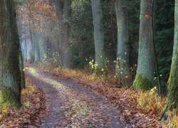 Opadłe liście i drzewa przy leśnej ścieżce