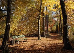 Opadłe liście i ławka pod jesiennymi drzewami w słonecznym blasku