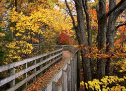 Opadłe liście na drewnianym mostku pośród jesiennych drzew