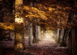 Jesień, Droga, Las, Drzewa, Pożółkłe, Liście, Mgła