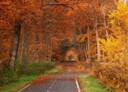 Jesień, Drzewa, Liście, Droga, Park