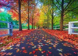 Park, Drzewa, Droga, Jesień, Liście, Ogrodzenie