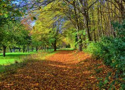 Park, Droga, Opadłe, Liście, Drzewa