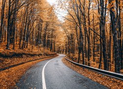Droga, Jesień, Drzewa, Liście, Barierka