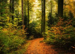 Opadłe liście na ścieżce w jesiennym lesie