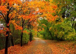 Park, Drzewa, Droga, Jesień, Kolorowe, Liście