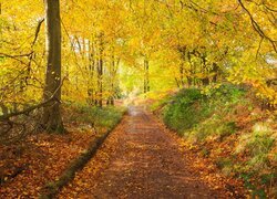 Ścieżka, Park, Drzewa, Opadłe, Liście, Jesień
