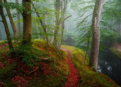 Las, Rzeka, Jesień, Drzewa, Mgła, Ścieżka