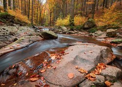 Opadłe liście na skałach przy leśnej rzece