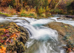 Opadłe liście na skałach w potoku Fossil Creek w Arizonie